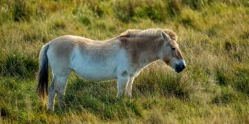 Caballo de Przewalski galopando libre en las estepas de Mongolia