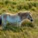 Caballo de Przewalski galopando libre en las estepas de Mongolia