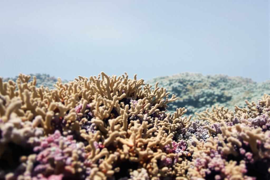 Arrecife de coral en aguas profundas del océano Índico, hogar de nuevas especies marinas descubiertas.
