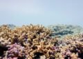 Arrecife de coral en aguas profundas del océano Índico, hogar de nuevas especies marinas descubiertas.