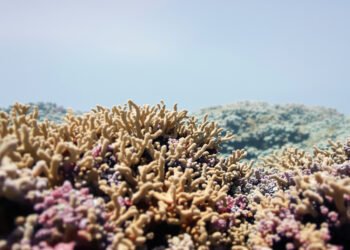 Arrecife de coral en aguas profundas del océano Índico, hogar de nuevas especies marinas descubiertas.