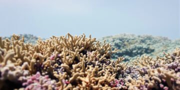 Arrecife de coral en aguas profundas del océano Índico, hogar de nuevas especies marinas descubiertas.