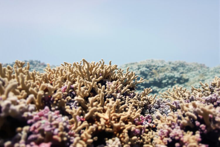 Arrecife de coral en aguas profundas del océano Índico, hogar de nuevas especies marinas descubiertas.