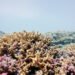Arrecife de coral en aguas profundas del océano Índico, hogar de nuevas especies marinas descubiertas.