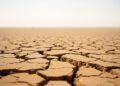 Tierra agrietada por sequía extrema y ola de calor, evidencia del impacto del calor extremo en los ecosistemas.