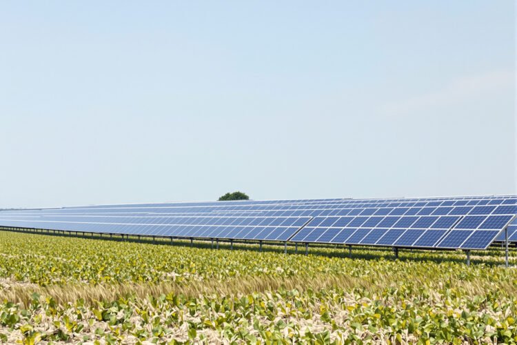 Paneles solares instalados sobre hileras de cultivos en un campo agrícola bajo luz diurna