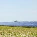 Paneles solares instalados sobre hileras de cultivos en un campo agrícola bajo luz diurna