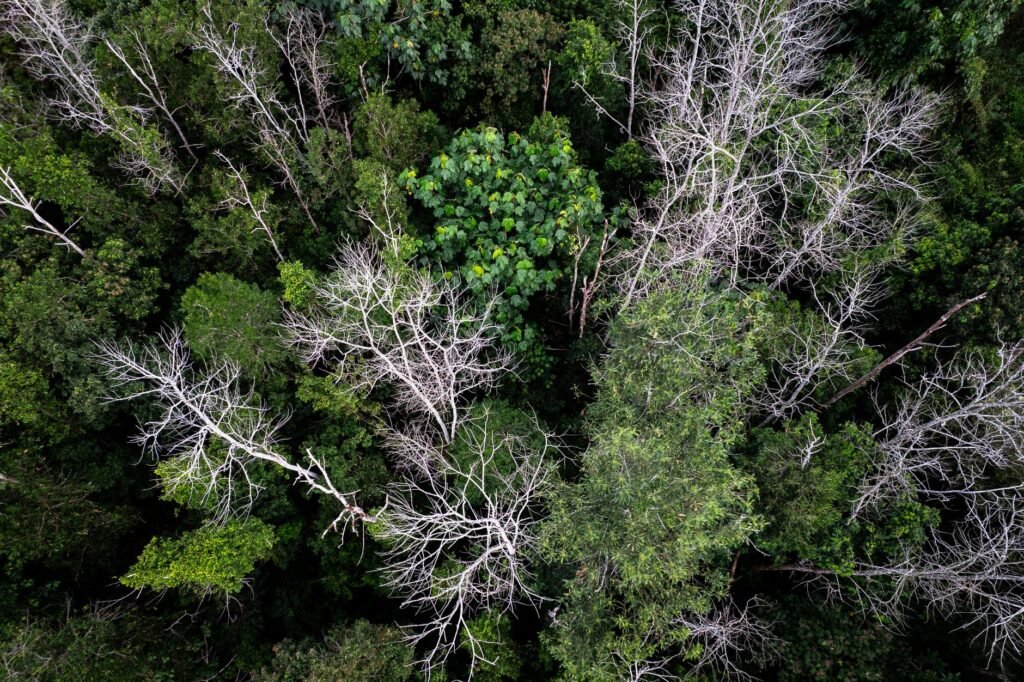 Vista aérea de una zona de la selva amazónica afectada por sequía extrema y degradación forestal.