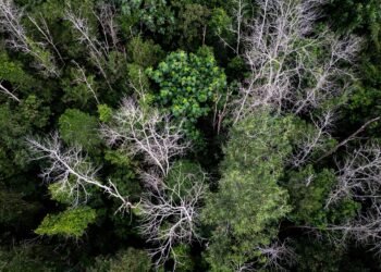 Vista aérea de una zona de la selva amazónica afectada por sequía extrema y degradación forestal.