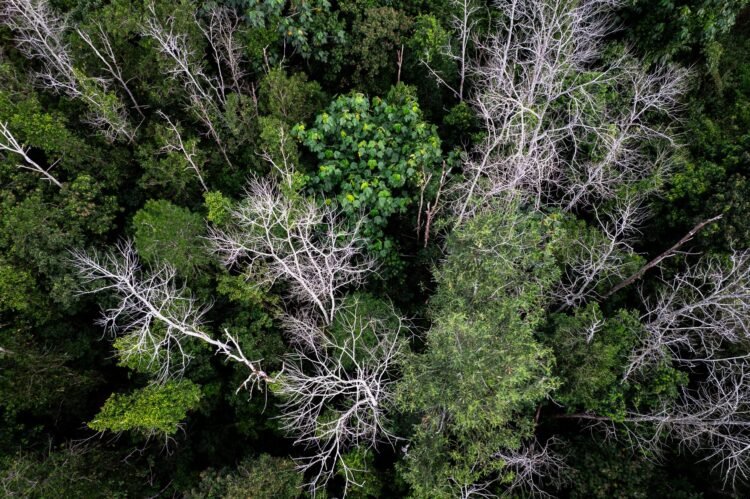 Vista aérea de una zona de la selva amazónica afectada por sequía extrema y degradación forestal.