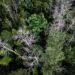 Vista aérea de una zona de la selva amazónica afectada por sequía extrema y degradación forestal.