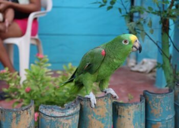 Loro silvestre en una selva tropical de México, hábitat amenazado por la caza furtiva.