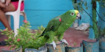 Loro silvestre en una selva tropical de México, hábitat amenazado por la caza furtiva.