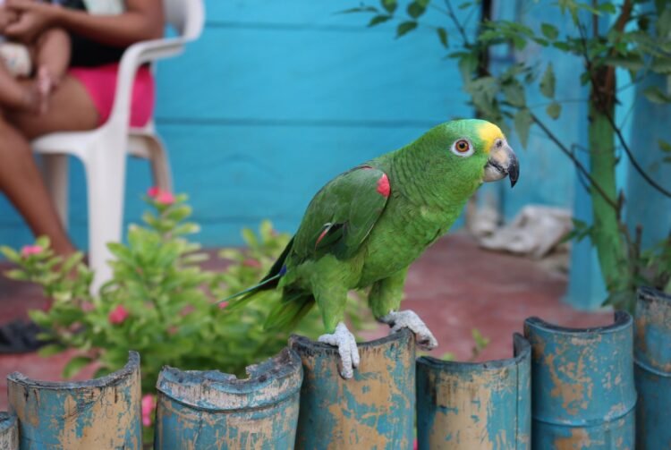 Loro silvestre en una selva tropical de México, hábitat amenazado por la caza furtiva.