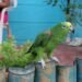 Loro silvestre en una selva tropical de México, hábitat amenazado por la caza furtiva.