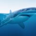 Tiburón nadando en aguas oceánicas, especie amenazada por falta de protección efectiva en reservas marinas.