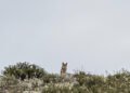 Lobo ibérico en bosque asturiano, especie en el centro del debate sobre control poblacional en España.
