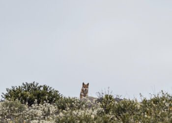 Lobo ibérico en bosque asturiano, especie en el centro del debate sobre control poblacional en España.