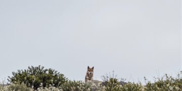 Lobo ibérico en bosque asturiano, especie en el centro del debate sobre control poblacional en España.