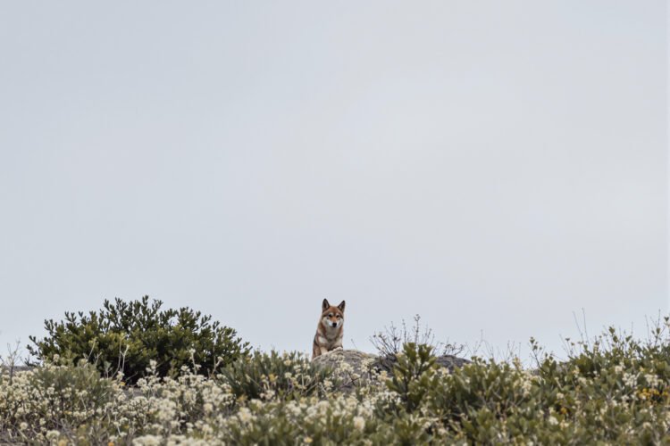 Lobo ibérico en bosque asturiano, especie en el centro del debate sobre control poblacional en España.
