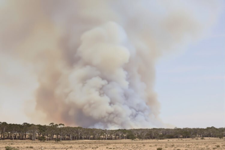 Humo denso se levanta sobre un bosque australiano durante un incendio forestal.