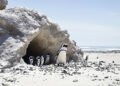 Pingüinos pequeños regresando del mar a sus madrigueras en la costa de Phillip Island, Australia.