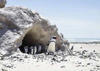 Pingüinos pequeños regresando del mar a sus madrigueras en la costa de Phillip Island, Australia.