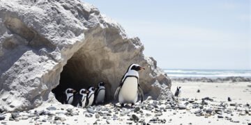 Pingüinos pequeños regresando del mar a sus madrigueras en la costa de Phillip Island, Australia.