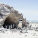 Pingüinos pequeños regresando del mar a sus madrigueras en la costa de Phillip Island, Australia.