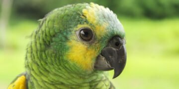 Loro en su hábitat natural de bosque nativo, símbolo de las aves en peligro de extinción salvadas en Latinoamérica.