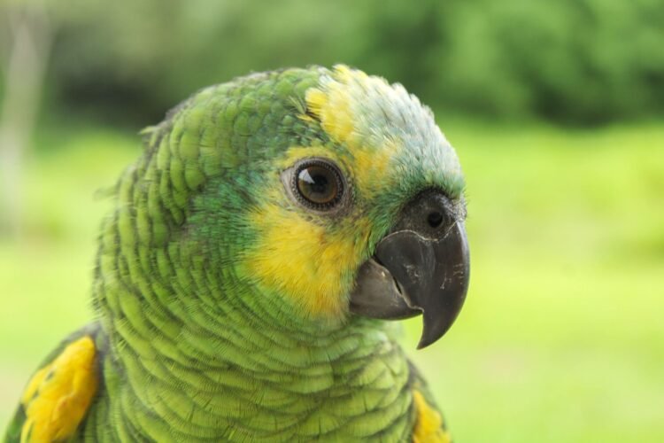 Loro en su hábitat natural de bosque nativo, símbolo de las aves en peligro de extinción salvadas en Latinoamérica.