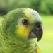 Loro en su hábitat natural de bosque nativo, símbolo de las aves en peligro de extinción salvadas en Latinoamérica.