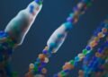 Bacterias marinas bajo microscopio, similares a Alteromonas macleodii modificada por Harvard para capturar CO2.