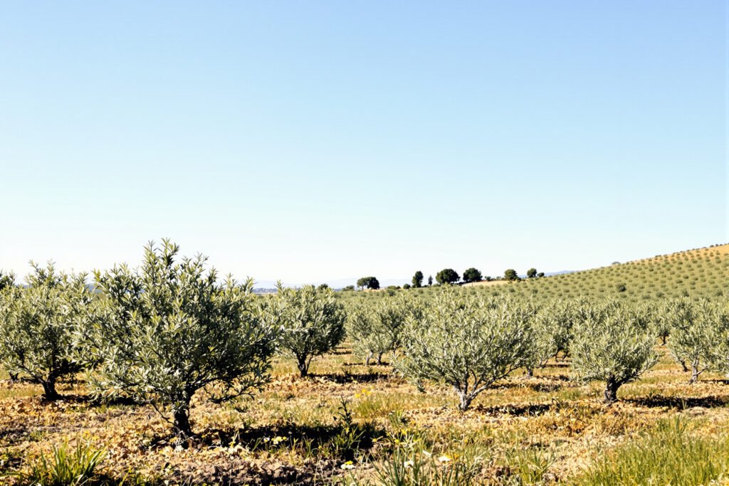 Paisaje de olivares en España, hábitat donde se registró biodiversidad incluyendo al lince ibérico.