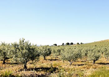 Paisaje de olivares en España, hábitat donde se registró biodiversidad incluyendo al lince ibérico.
