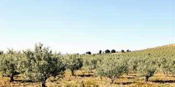 Paisaje de olivares en España, hábitat donde se registró biodiversidad incluyendo al lince ibérico.