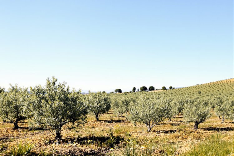 Paisaje de olivares en España, hábitat donde se registró biodiversidad incluyendo al lince ibérico.