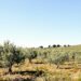 Paisaje de olivares en España, hábitat donde se registró biodiversidad incluyendo al lince ibérico.