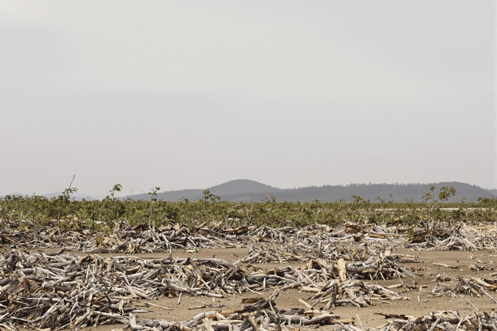 Vista aérea del bosque seco chiquitano en Bolivia, ecosistema amenazado por la expansión agrícola.