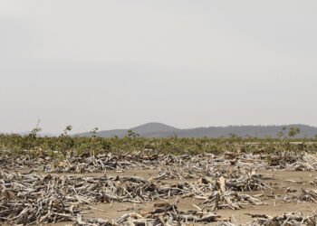 Vista aérea del bosque seco chiquitano en Bolivia, ecosistema amenazado por la expansión agrícola.