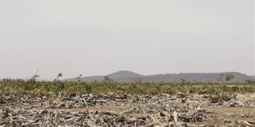 Vista aérea del bosque seco chiquitano en Bolivia, ecosistema amenazado por la expansión agrícola.
