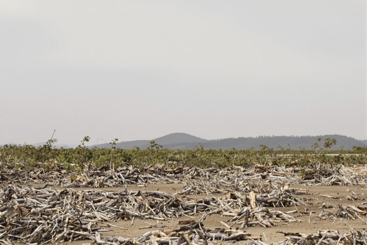 Vista aérea del bosque seco chiquitano en Bolivia, ecosistema amenazado por la expansión agrícola.