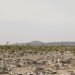 Vista aérea del bosque seco chiquitano en Bolivia, ecosistema amenazado por la expansión agrícola.