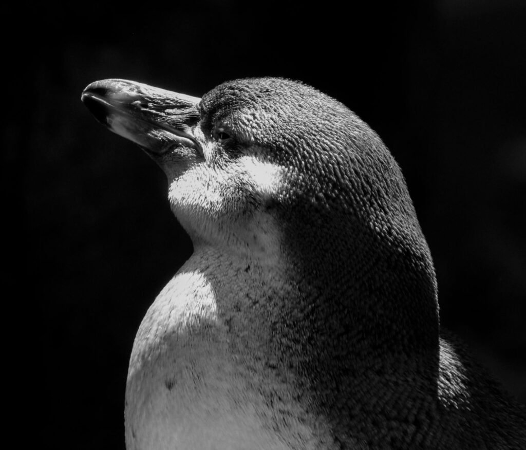 Cardumen de kril antártico en aguas del océano Austral, la base de la cadena alimentaria polar.