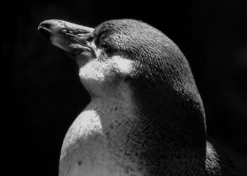 Cardumen de kril antártico en aguas del océano Austral, la base de la cadena alimentaria polar.
