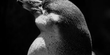 Cardumen de kril antártico en aguas del océano Austral, la base de la cadena alimentaria polar.