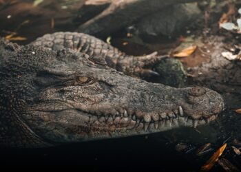 Cocodrilo en un río de agua tropical, similar al hábitat natural de los cocodrilos en Ciudad de Panamá.