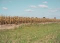 Tierra agrietada por la sequía, una de las consecuencias de El Niño en zonas rurales de Latinoamérica.