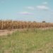 Tierra agrietada por la sequía, una de las consecuencias de El Niño en zonas rurales de Latinoamérica.