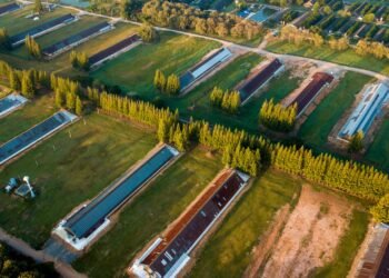 Vista aérea de una granja porcina industrial con lagunas de residuos en Carolina del Norte.